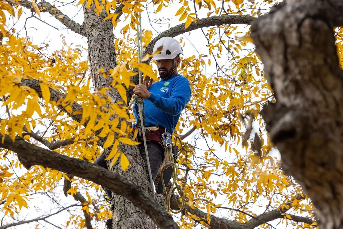 Skilled Tree Trimming crew working in Mills