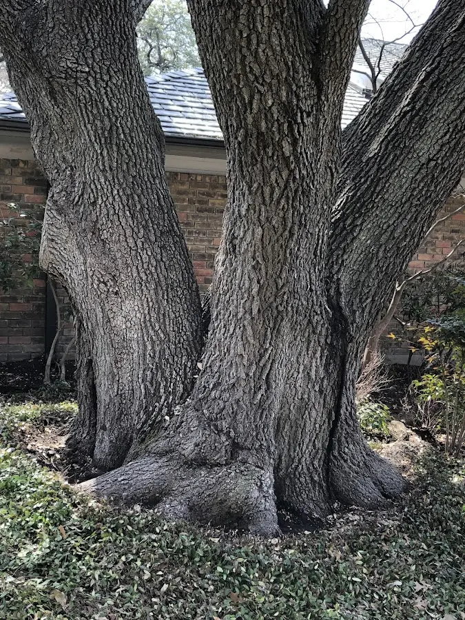 Mature heritage tree close to a Mills property cared for by certified arborists