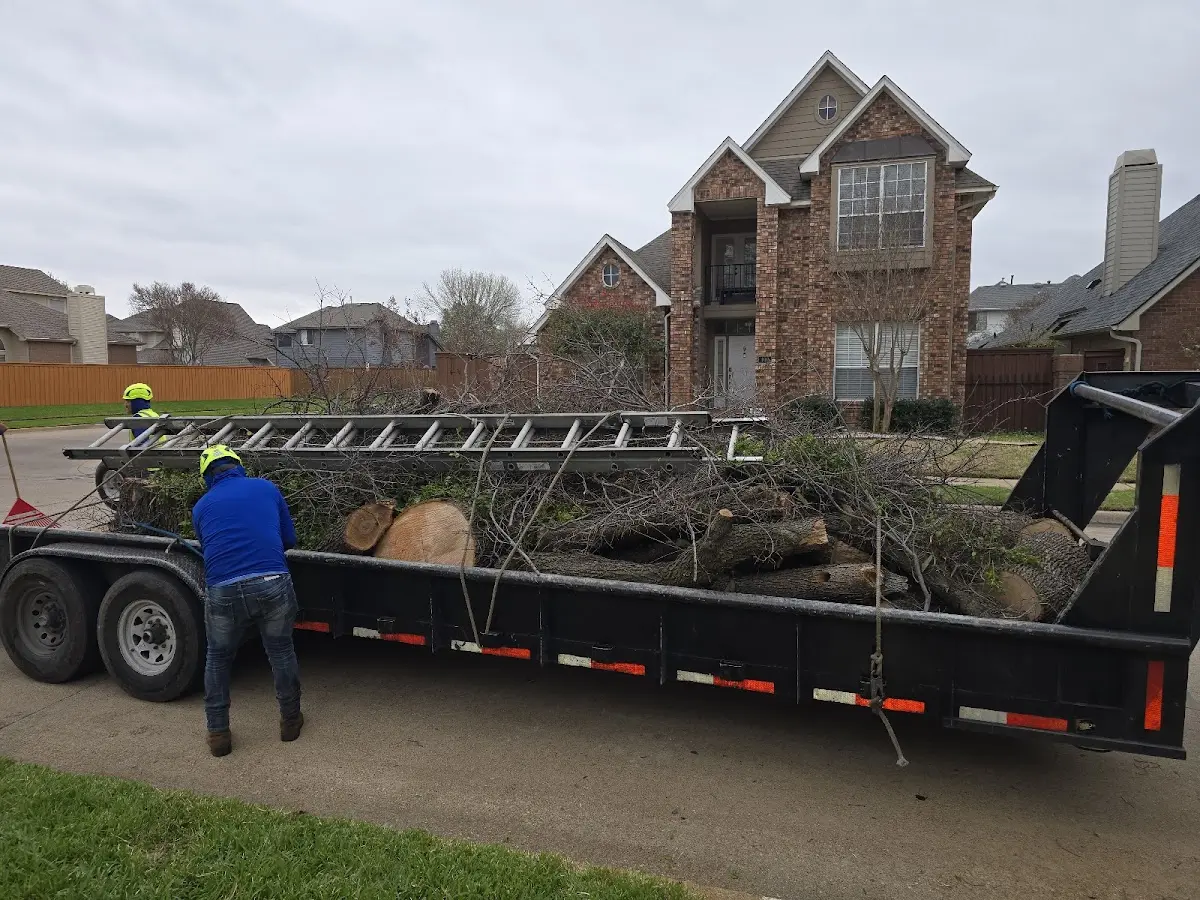 Expert Tree Removal with proper safety equipment in Mills
